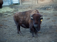 zoo-buffalo